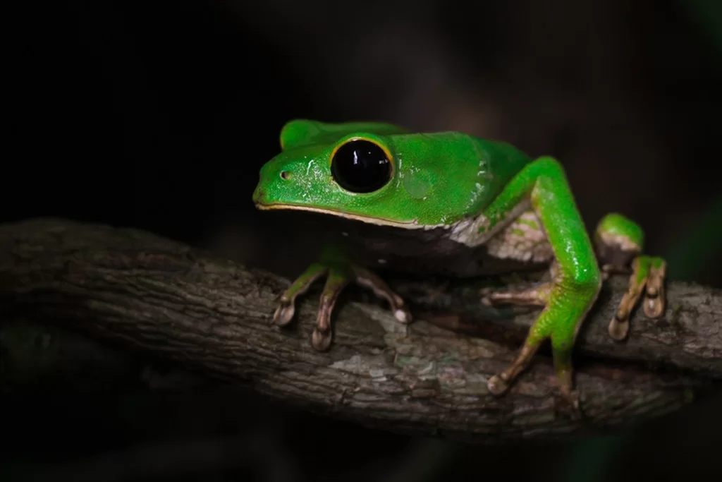 Kambo treatment - ancient Amazonian healing medicine